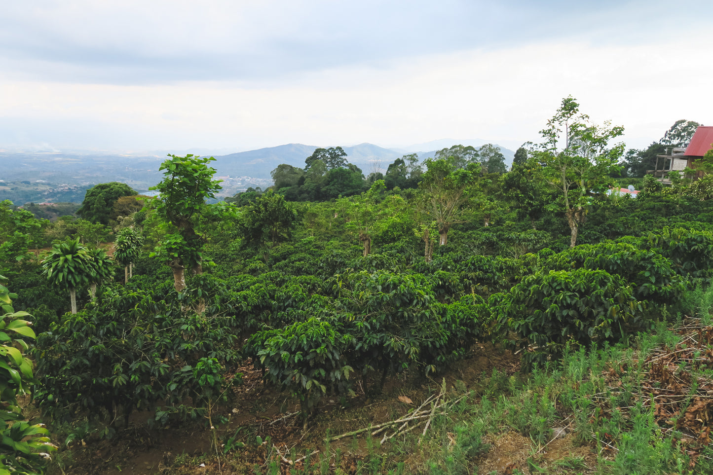 Christmas Coffee / Jaime Cardenas / Honey / Costa Rica / 250g