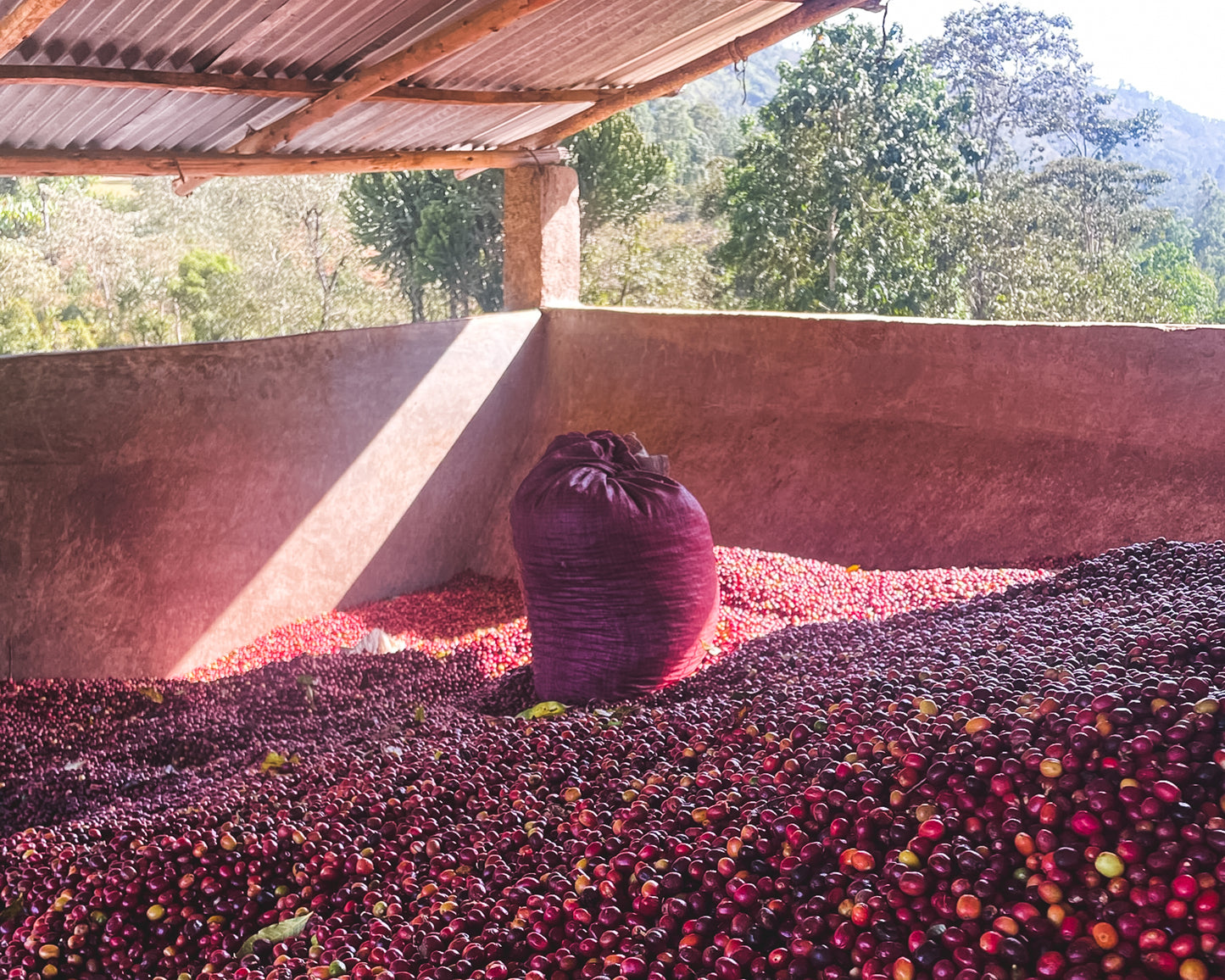 Bensa Segera Espresso / Natural / Ethiopia / 250g