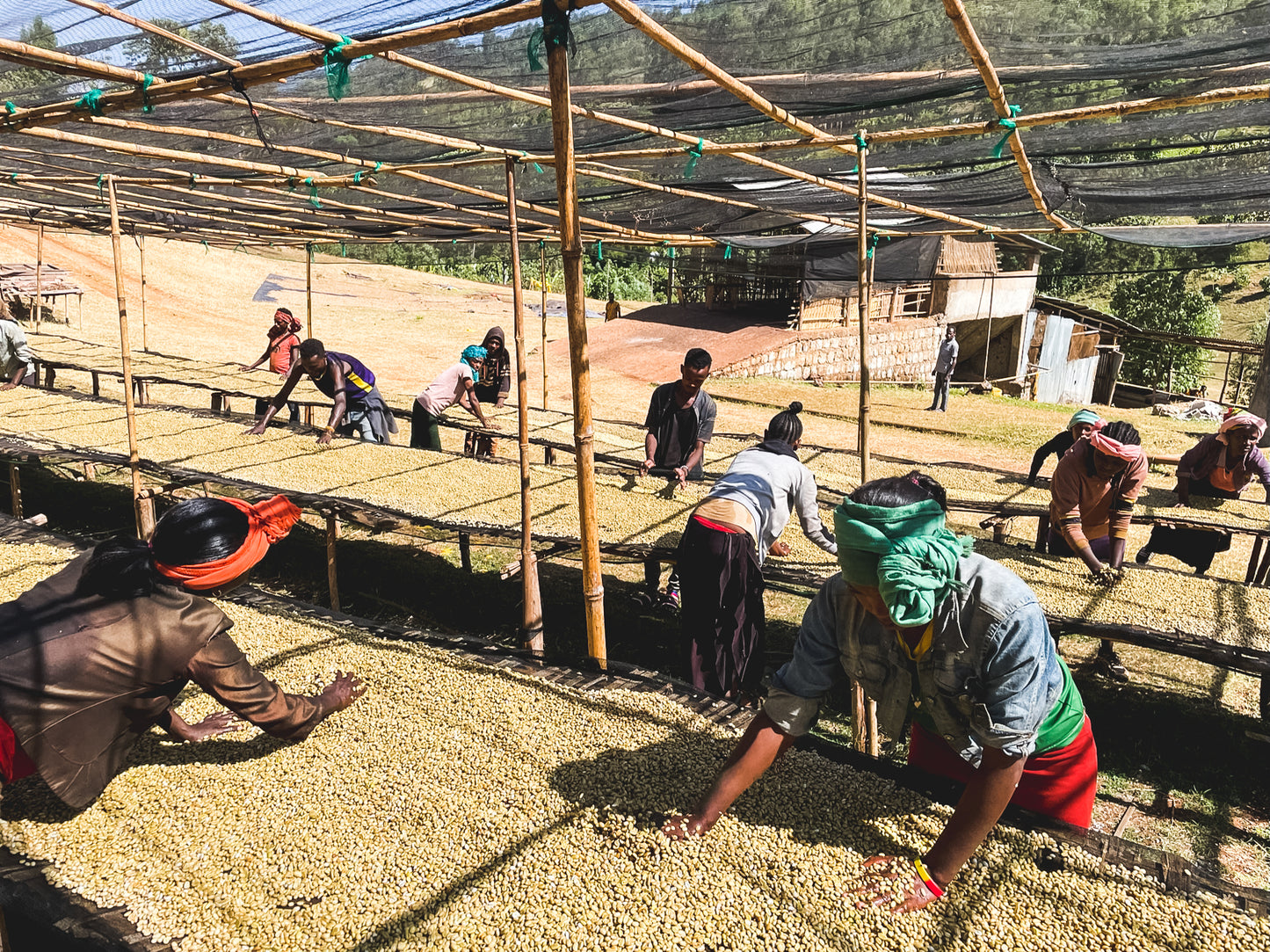 Bensa Segera Espresso / Natural / Ethiopia / 250g